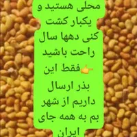 بذر یونجه محلی اصلااح شده بوجاری بمی تضمینی بم|خدمات باغبانی و درختکاری|بم, |دیوار