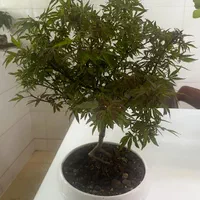 افرا بنسای|گل و گیاه طبیعی|تهران, استاد معین|دیوار