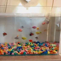 ماهی با اکواریوم