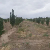 فروش تلمبه|فروش زمین و ملک کلنگی|نگار, |دیوار