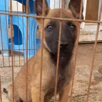 malineviz malinois مالینوا مالینویز بلژیکی نگهبان|سگ|تهران, زعفرانیه|دیوار