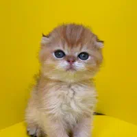 گربه اسکاتیش گلد شورت هیر کد ۱۲ صورت خرسی