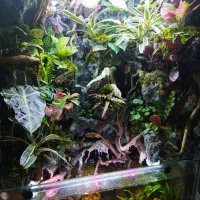 فروش یک عدد پالادریوم