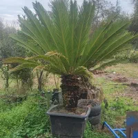 اونواع گل و گیاه