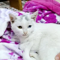 گربه آنگورا ترکیبی چشم رنگی|گربه|شیراز, تندگویان|دیوار