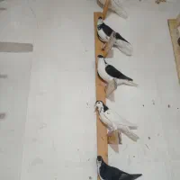 شهری ویال سیاه|پرنده|مرودشت, گندم|دیوار