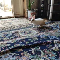 سه عددخرگوش|موش و خرگوش|اهواز, کوی رمضان|دیوار