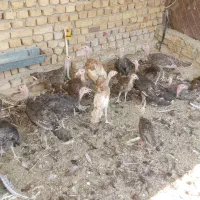 جوجه بوقلمون