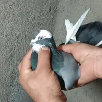 یک‌جفت‌کفتر‌پرشی‌|پرنده|قم, نیروگاه|دیوار