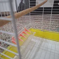 قفس پرنده نو با وسایل|لوازم جانبی حیوانات|جیرفت, |دیوار