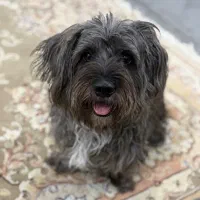 سگ شتیزو نر