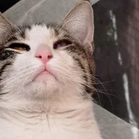 واگذاری گربه