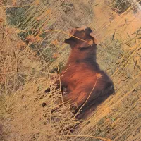 فروش حیوانات