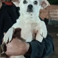 واگذاری میکس شیبابا ترییر|سگ|بندر انزلی, پیل علی باغ|دیوار