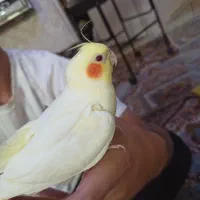 عروس چشم شرابی تازه دونخور|پرنده|تهران, اتابک|دیوار