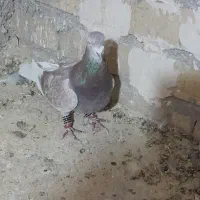 کفتر یا کبوتر|پرنده|تایباد, |دیوار