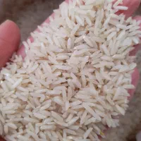 شاه برنج طارم|خوردنی و آشامیدنی|کوچصفهان, |دیوار