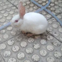 حیوان خانگی