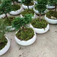 بنسای نانا و کونیکا|گل و گیاه طبیعی|بندر انزلی, کوی آزادگان|دیوار