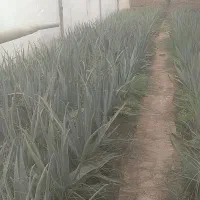 گل آلوئه ورا