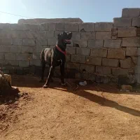 سگ گلگی درجه یک|سگ|تربت جام, جامرود|دیوار