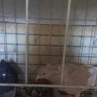 کفتر دم سفید|پرنده|شاهین‌شهر, شهرک گلدیس|دیوار