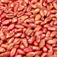 گندم بذری اصلاح شده سم خورده|عمده‌فروشی|محمدیه-قزوین, |دیوار