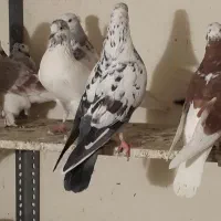 کفتر|پرنده|تهران, سنگلج (شاپور)|دیوار