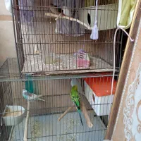 یک جفت مرغ عشق مولد با یک جفت فنچ|پرنده|اسلام‌شهر, صادقیه|دیوار