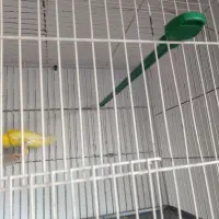 قناری طلایی جیبر|پرنده|شیراز, شاهچراغ|دیوار