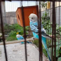 یک جفت مرغ عشق