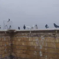 کبوتر  دوری