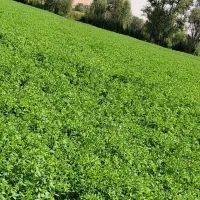 یونجه خالص پشه دورا پرس شده