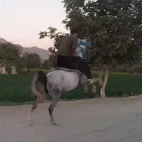 مادیان کرد سواری دار