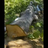 قطع درختان مزاحم|خدمات باغبانی و درختکاری|سیریک, |دیوار