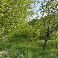 ویلا-باغ-در-نزدیکی-شهر-میانه