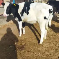 گاو و گوساله|حیوانات مزرعه|رشتخوار, |دیوار