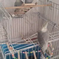 عروس سینامون ۳ماهه|پرنده|قم, زنبیل آباد|دیوار