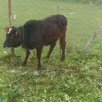 لیشه جنس خوب|حیوانات مزرعه|فومن, |دیوار