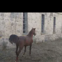 اسب کرد سالم دم گیر|اسب و تجهیزات اسب‌سواری|رینه, |دیوار