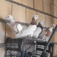 کبوتر طوقی زاغ|پرنده|یاسوج, |دیوار