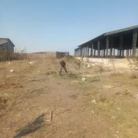 هرس کردن درخت|خدمات باغبانی و درختکاری|اردبیل, |دیوار