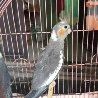 فروش عروس هلندی|پرنده|بندرعباس, |دیوار