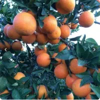 پرتقال شهسوار خانگی