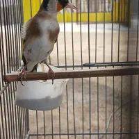 سهره بروجرد