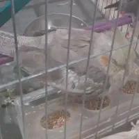 عروس هلندی نر