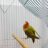 طوطی برزیلی رودبار