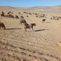 بز بزغاله|حیوانات مزرعه|همدان, |دیوار