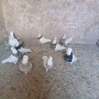 کبوتر طوقی|پرنده|قروه, |دیوار