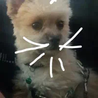 سگ واگذار میشود